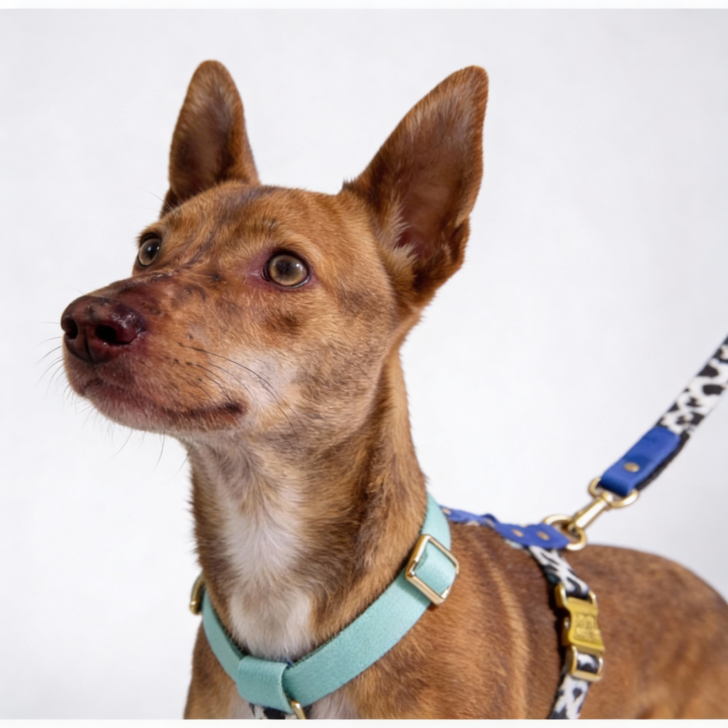 Luxury Dog Harness Blueberry