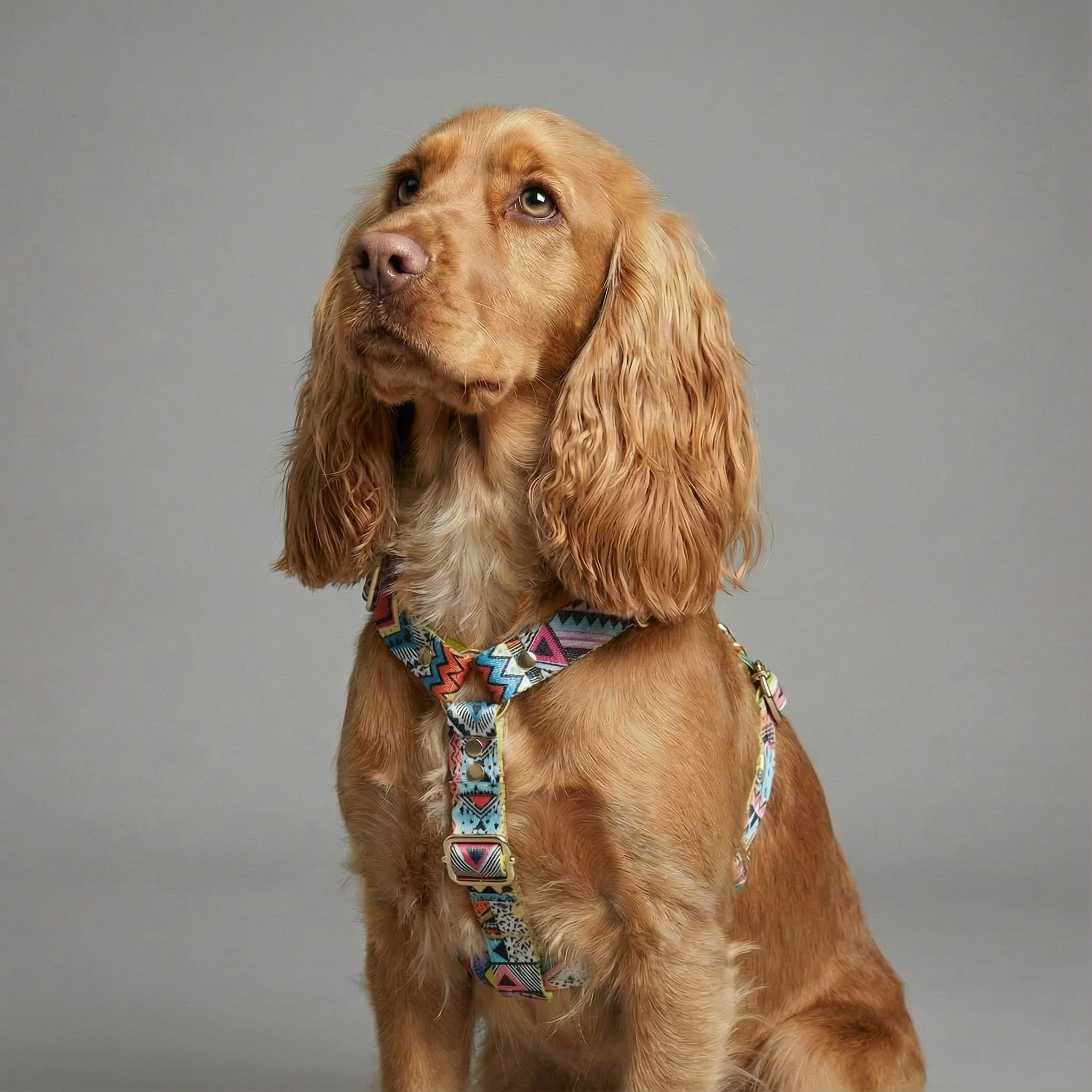 Luxury Dog harness Ethnic Vibrance