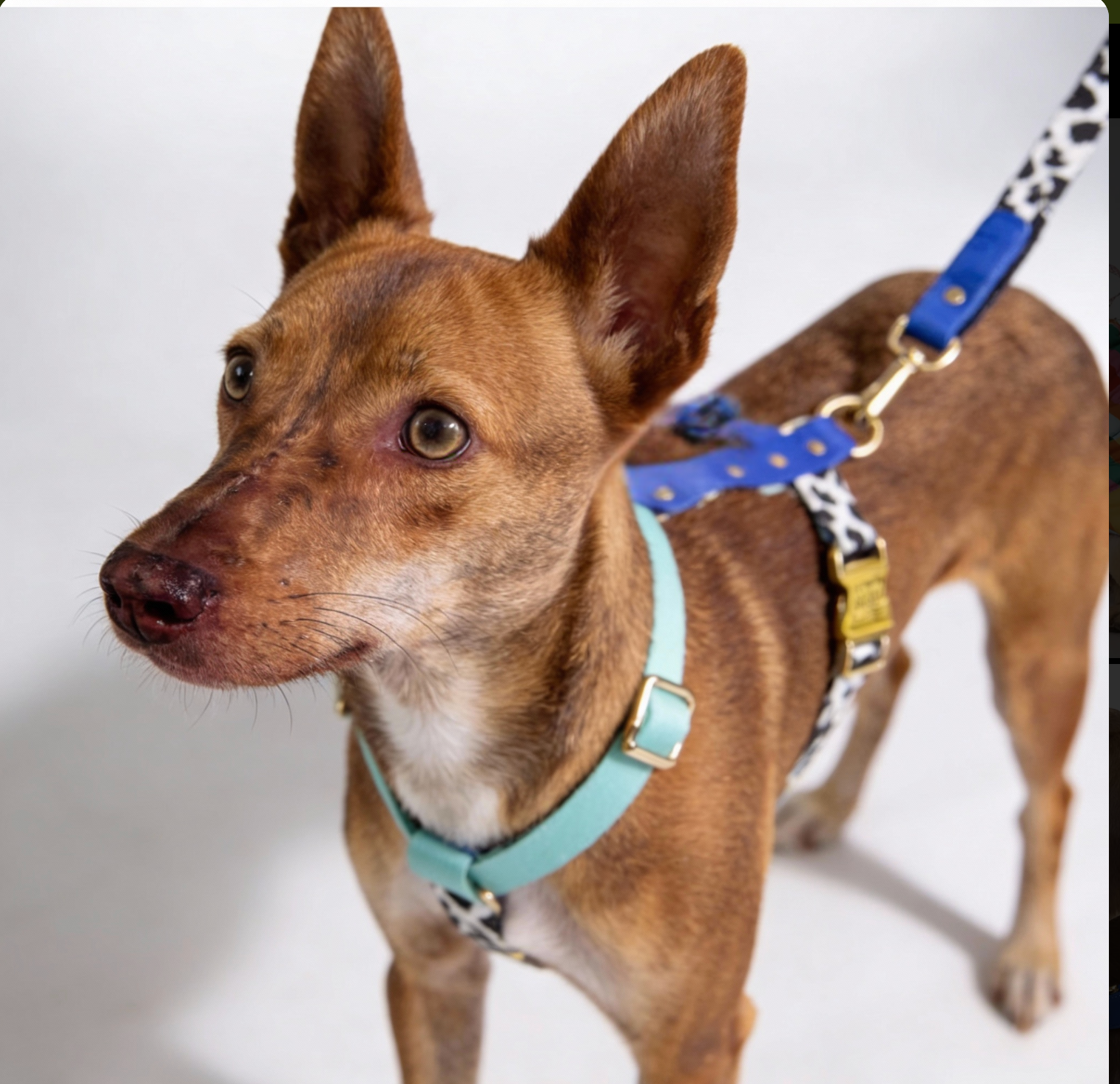 Luxury Dog Harness Blueberry