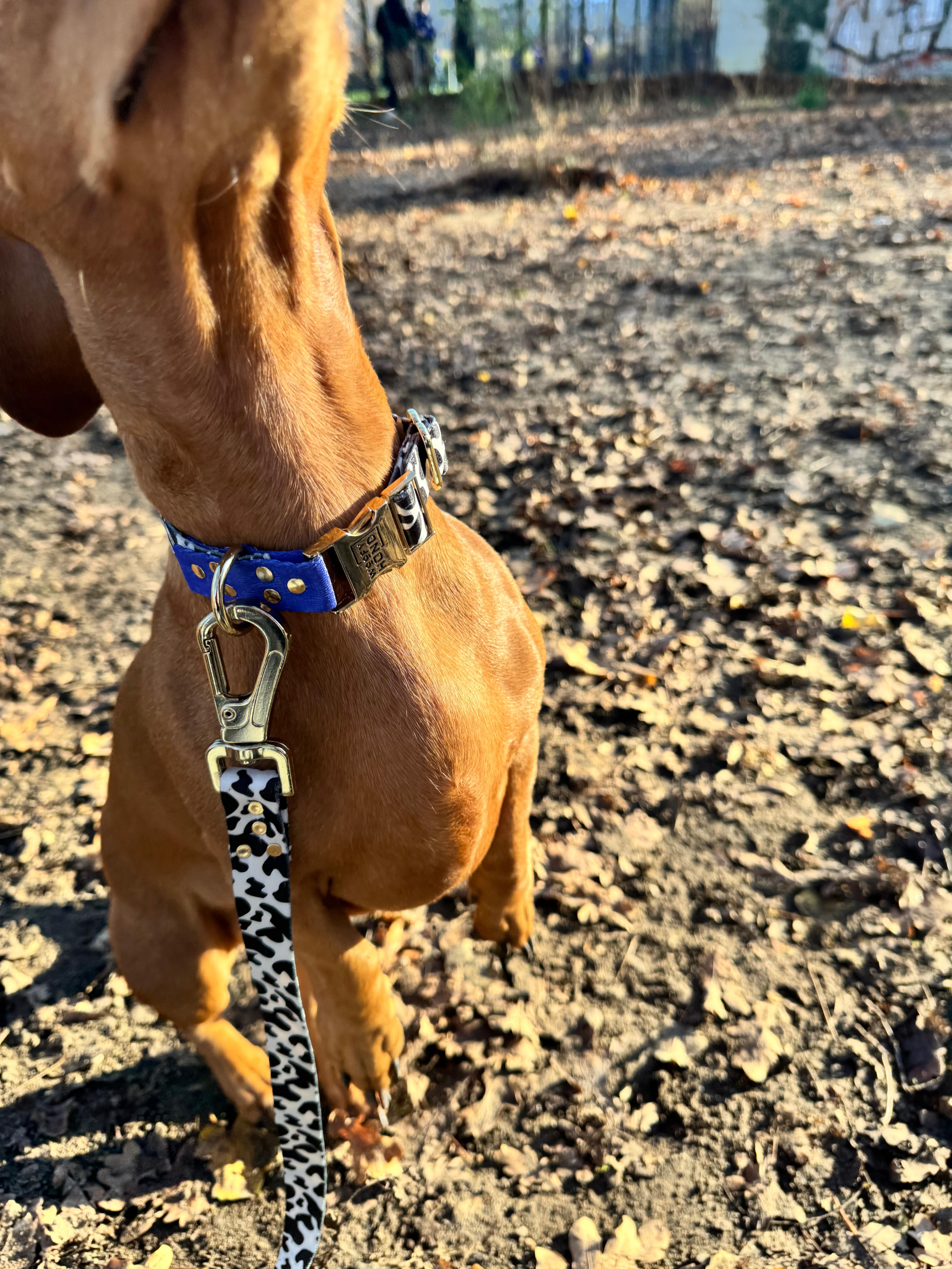 Luxury Dog Collar Blueberry