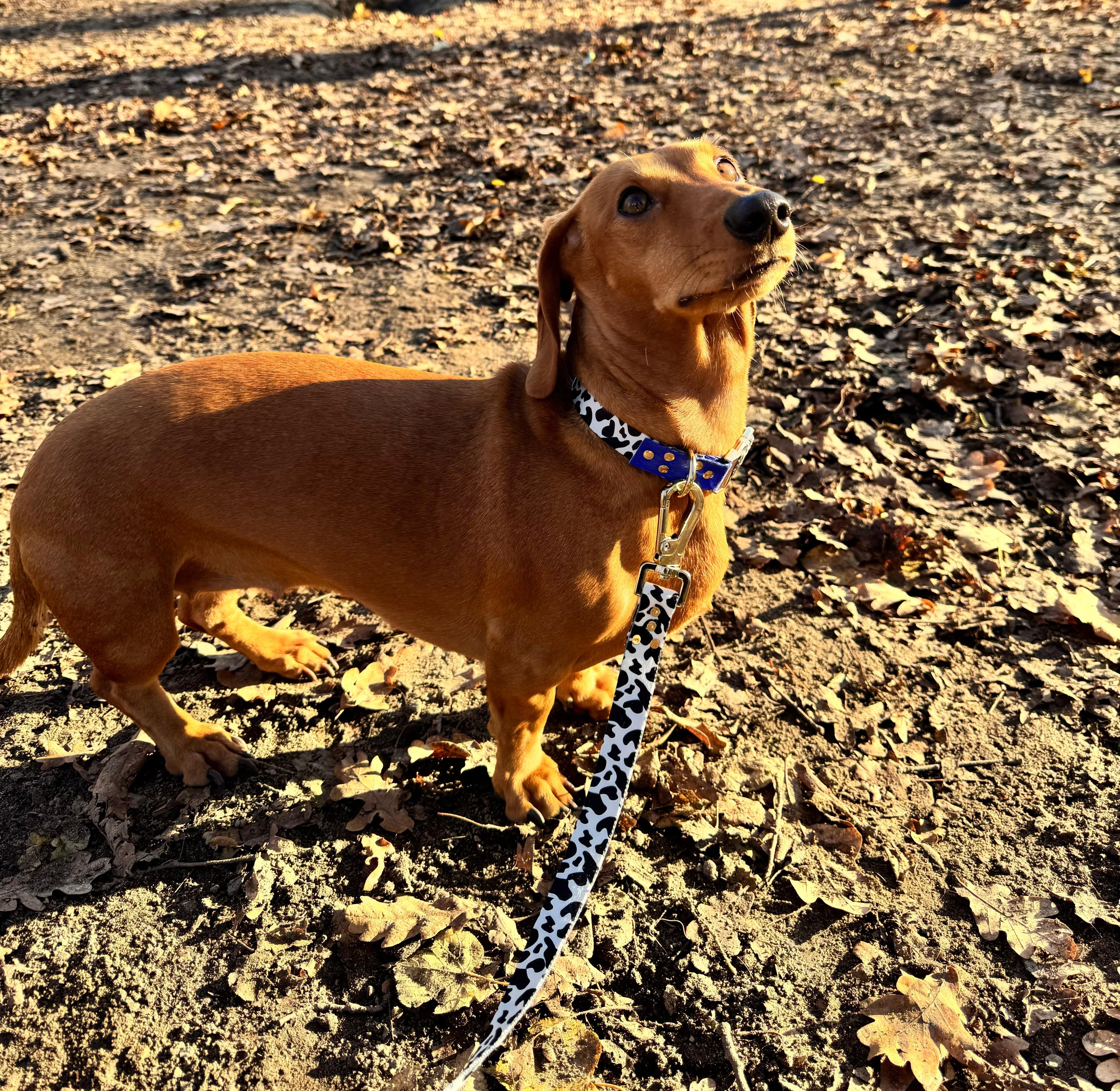 Luxury Dog Collar Blueberry