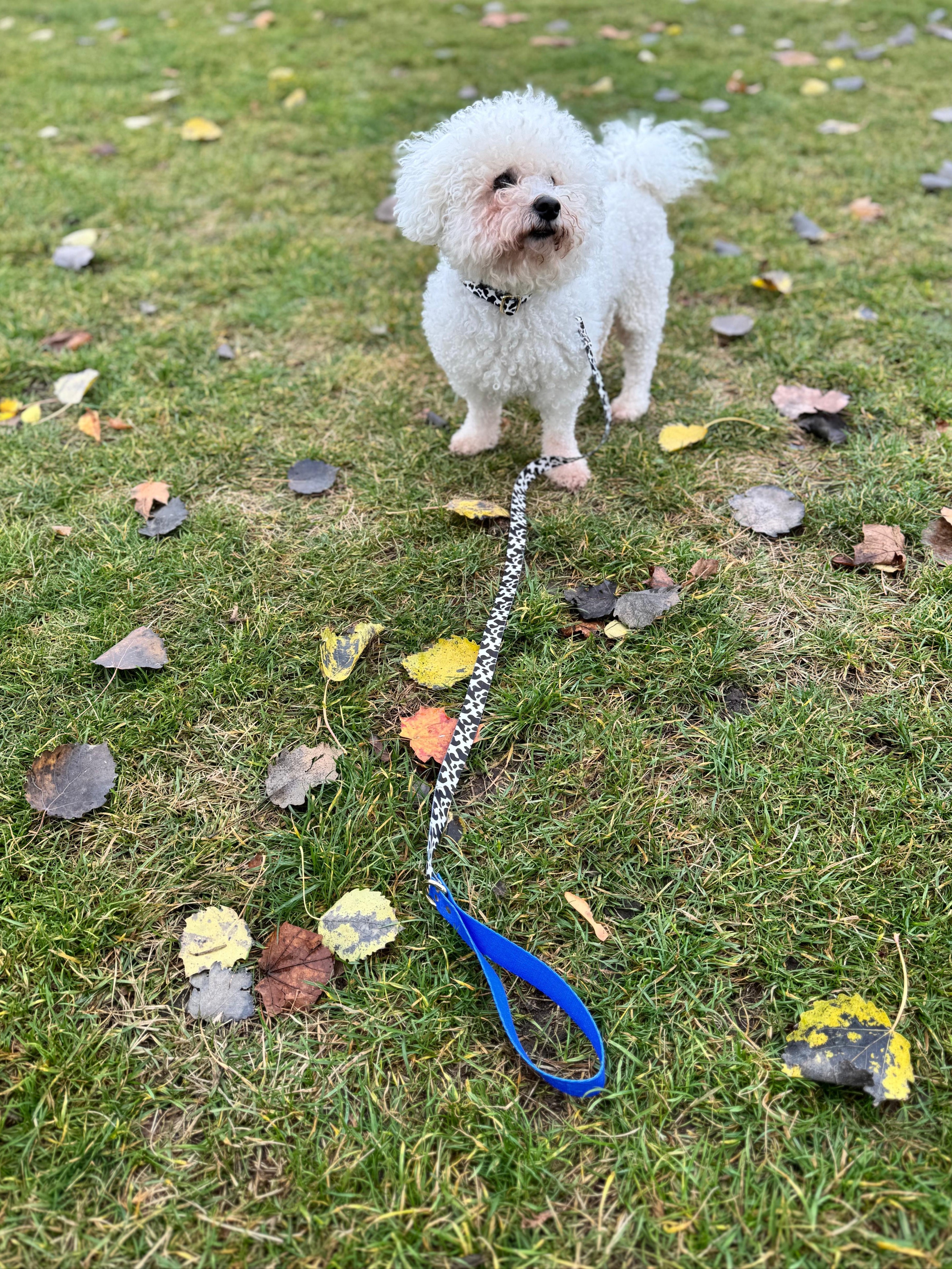 Elegant Dog Leash Blueberry