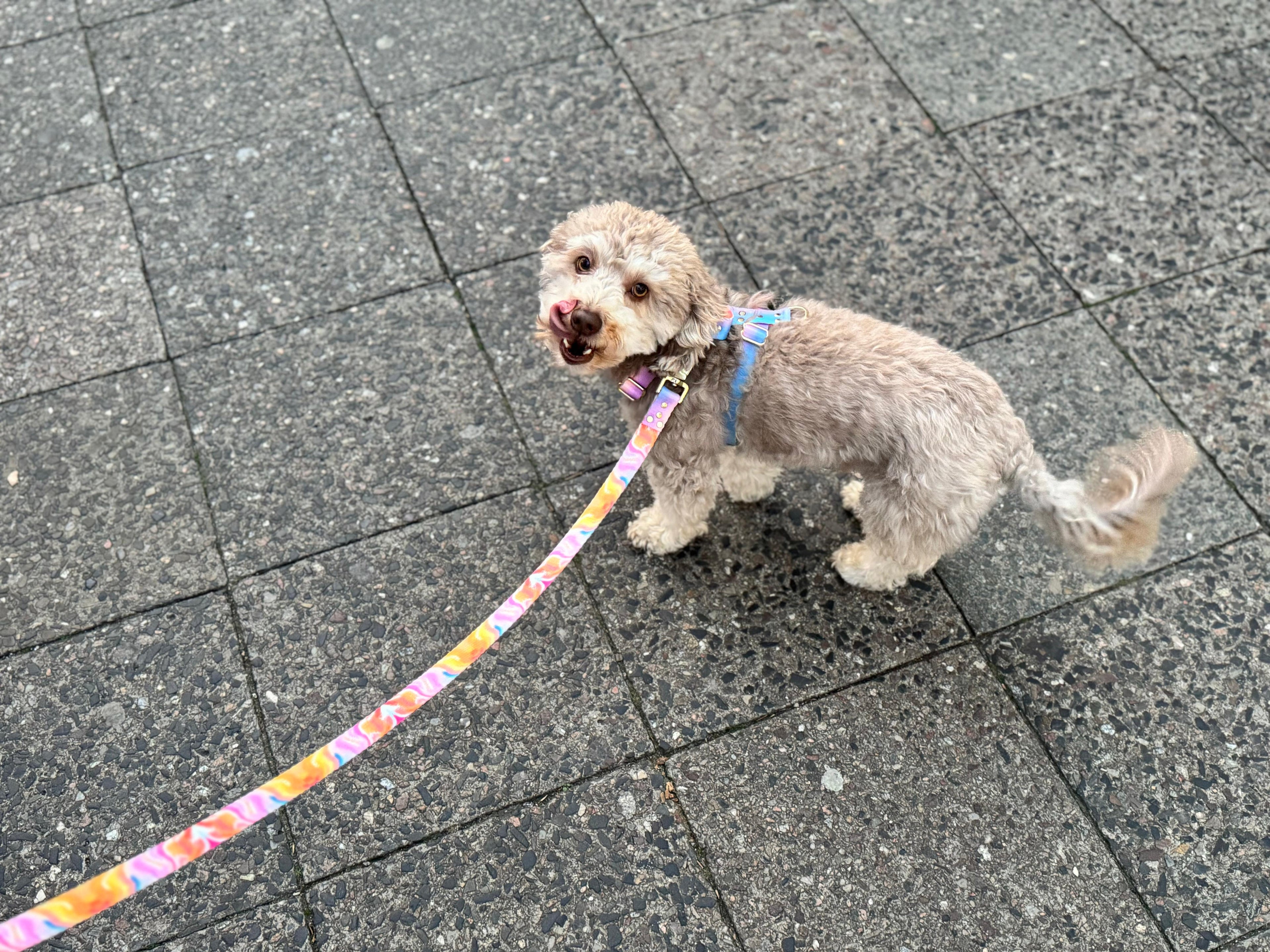 Elegant Dog Leash Aurora