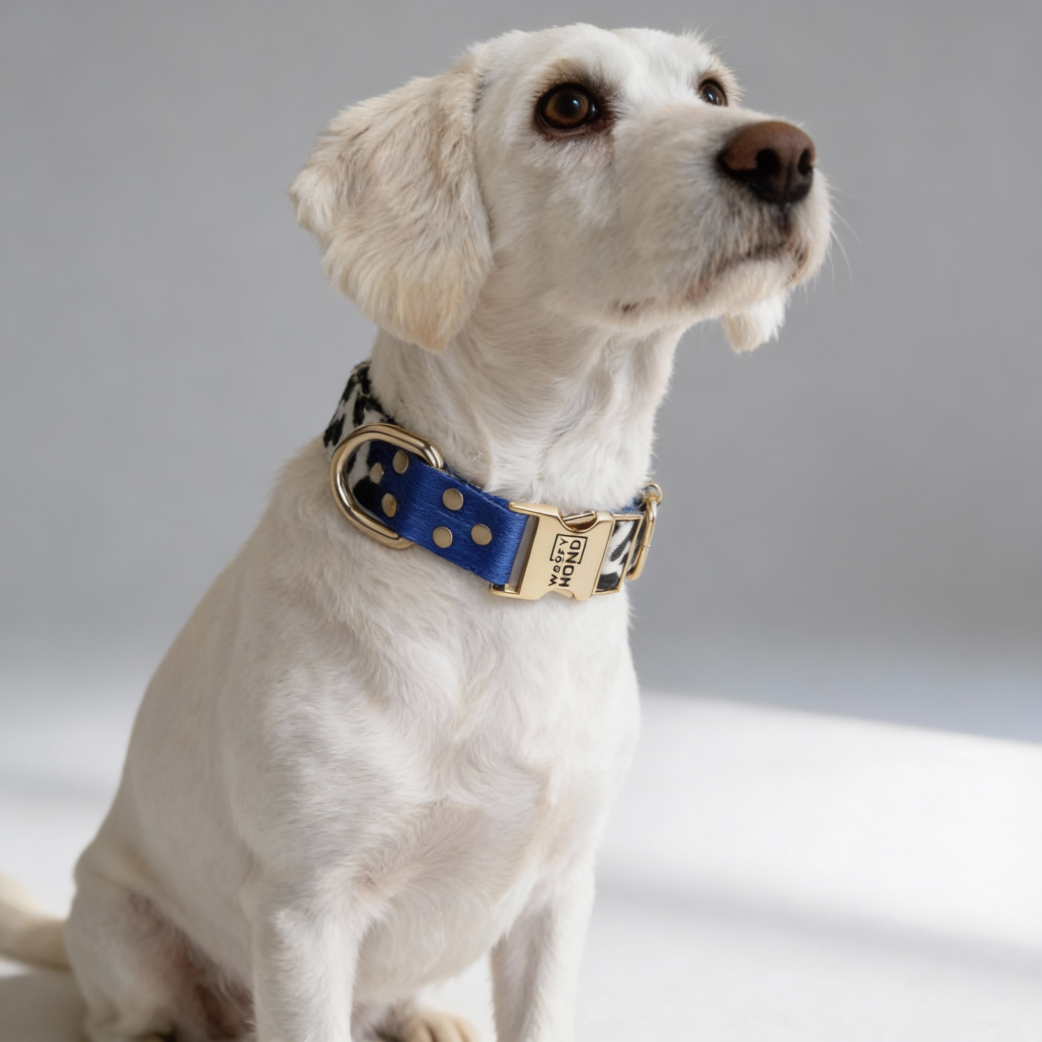 Luxury Dog Collar Blueberry